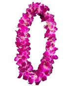 DOUBLE DENDROBIUM ORCHID