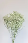 Baby's Breath — CA Flowers Wholesale