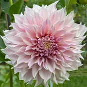 Cafe au Lait — Anything Grows