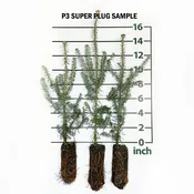 Balsam Fir Forestry Plugs