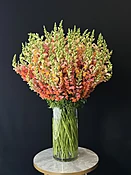 orange snapdragons — MICHAEL GEORGE