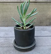 Black Succulent Ceramic Planter with Saucer, Philly Made — Trunc | Artisan Made-Eco-Friendly-Sustainable-Social Good