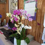 Orchids Garden 2
