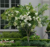 White Acoma Crape Myrtle Trees