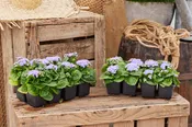 Ageratum Kona Blue PLT
