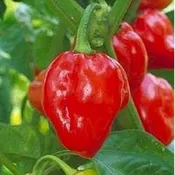 Caribbean Habanero Pepper | Two Live Garden Plants | Non-GMO, 2x Hotter than Ordinary Habaneros 300K SHU!