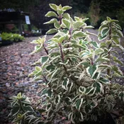 Syncolostemon (Hemizygia) ‘Candy Kisses’
