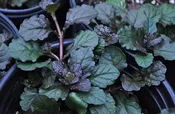 Bronze Beauty Ajuga