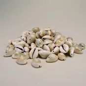 Cowrie Shells