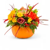 Seasonal Pumpkin