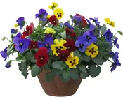 Pansy – Top Wave