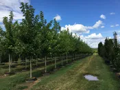 Acer X Freemanii ‘Jeffersred’