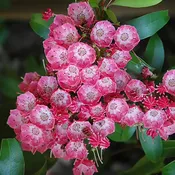 Pink Charm Mountain Laurel