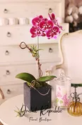 Burbank Baby Orchids