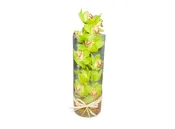 Premium Green Cymbidium Orchid Flowers
