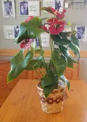 ANTHURIUM