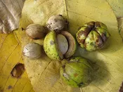 B B Grainger #1 Shagbark Hickory