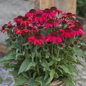 Coneflower, SunMagic® Vintage Ruby Echinacea