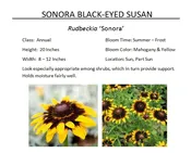 Sonora Black-Eyed Susan  — The Garden Kingdom