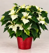 10" Poinsettia