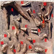 Dig Dinosaur Fossil Bones Panel Triceratops Iguanodon T-rex Acrocanthosaurus