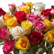 Big Everything - Red, Yellow, Pink & White Roses.