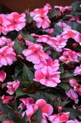 SunPatiens Red Candy - 8" Planter