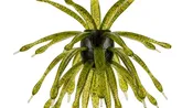 6th Sense The Abstract 18 | Finesse Urchin Style Creature Bait