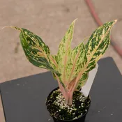 Aglaonema 'Sparkling Sarah'