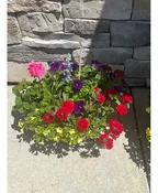 10" ANNUAL PLANTER