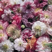 Angels Choir Mixed Poppy