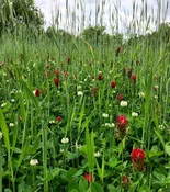 Crimson Clover – Kentucky Pride – Annual (Coated &amp; Pre-Inoculated)