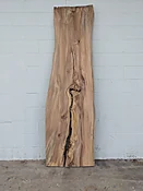 American Elm AE139
