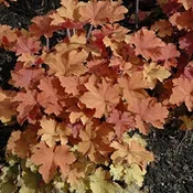 ‘Caramel’ Coralbell #1