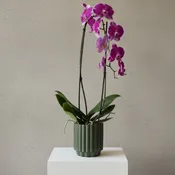 Variegated Phalaenopsis Orchid Plant