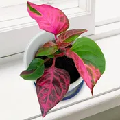 Alternanthera ‘Party Time’ PP (Alternanthera hybrid)