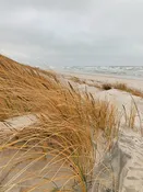 Beach grass — Pierpoint Candle Company