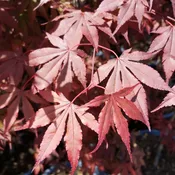 Acer palmatum ‘Atropurpureum’ – Japanese Maple