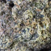 OG Kushberry (Hybrid)