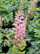 Astilbe chinensis 'Visions in Pink' / Astilbe — Franks Perennial Border