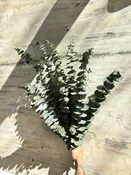 Eucalyptus — Les' Blooms Floral