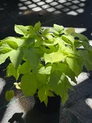 Aralia cordata 'Sun King' / JAPANESE SPIKENARD — Franks Perennial Border