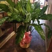 Peace Lily