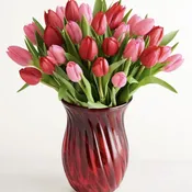 25 Sweetest Tulips