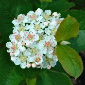 Aronia melanocarpa