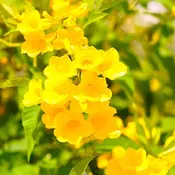 Yellow Trumpet Creeper | 'Flava Yellow'