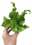 Asplenium 'Crispy Wave' 2" - Crispy Wave Fern