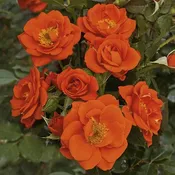 All a'Twitter™ — Weeks Roses