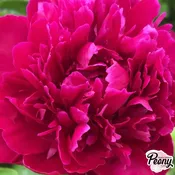 Big Ben Peony — Hidden Springs Peony Farm