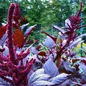 Amaranth, Red Dye Plume